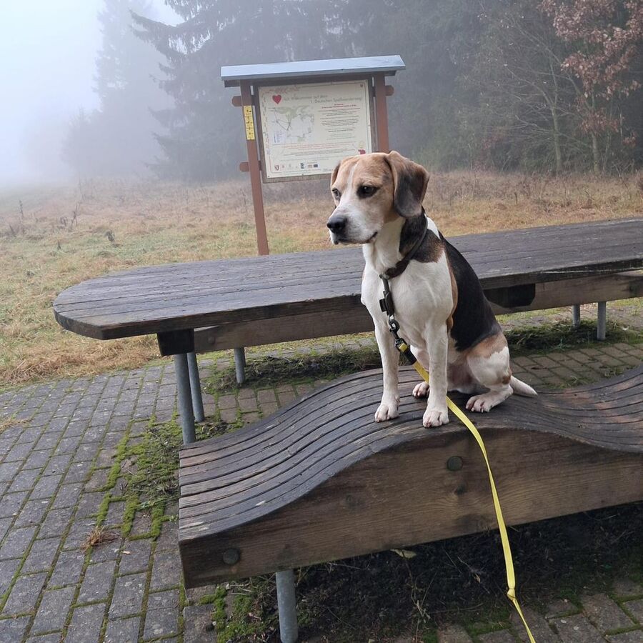 Beagle auf einer Bank im Nebel