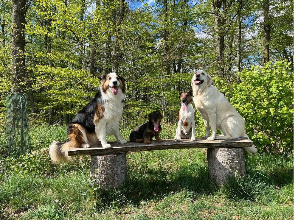 Vier Hunde auf einer Bank im Wald