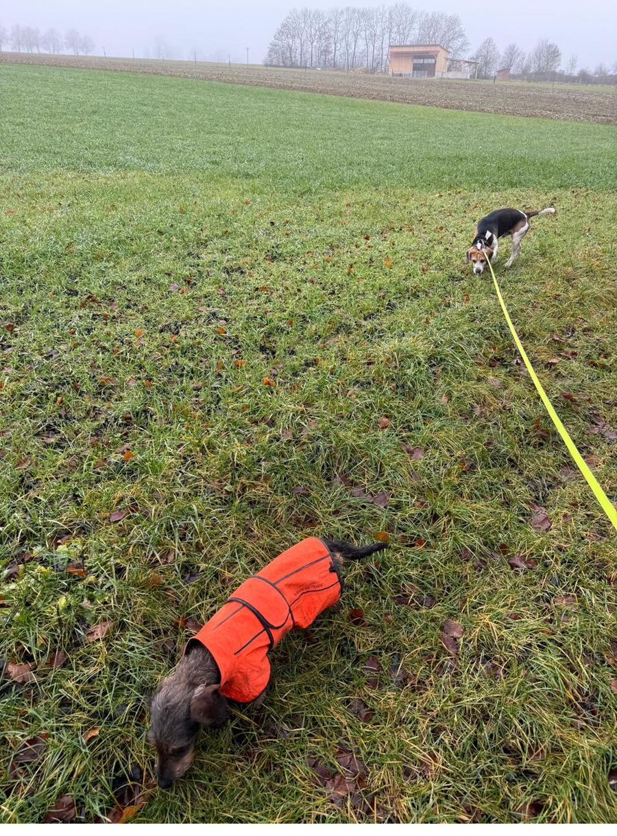 Zwei Hunde beim Spaziergang auf dem Feld