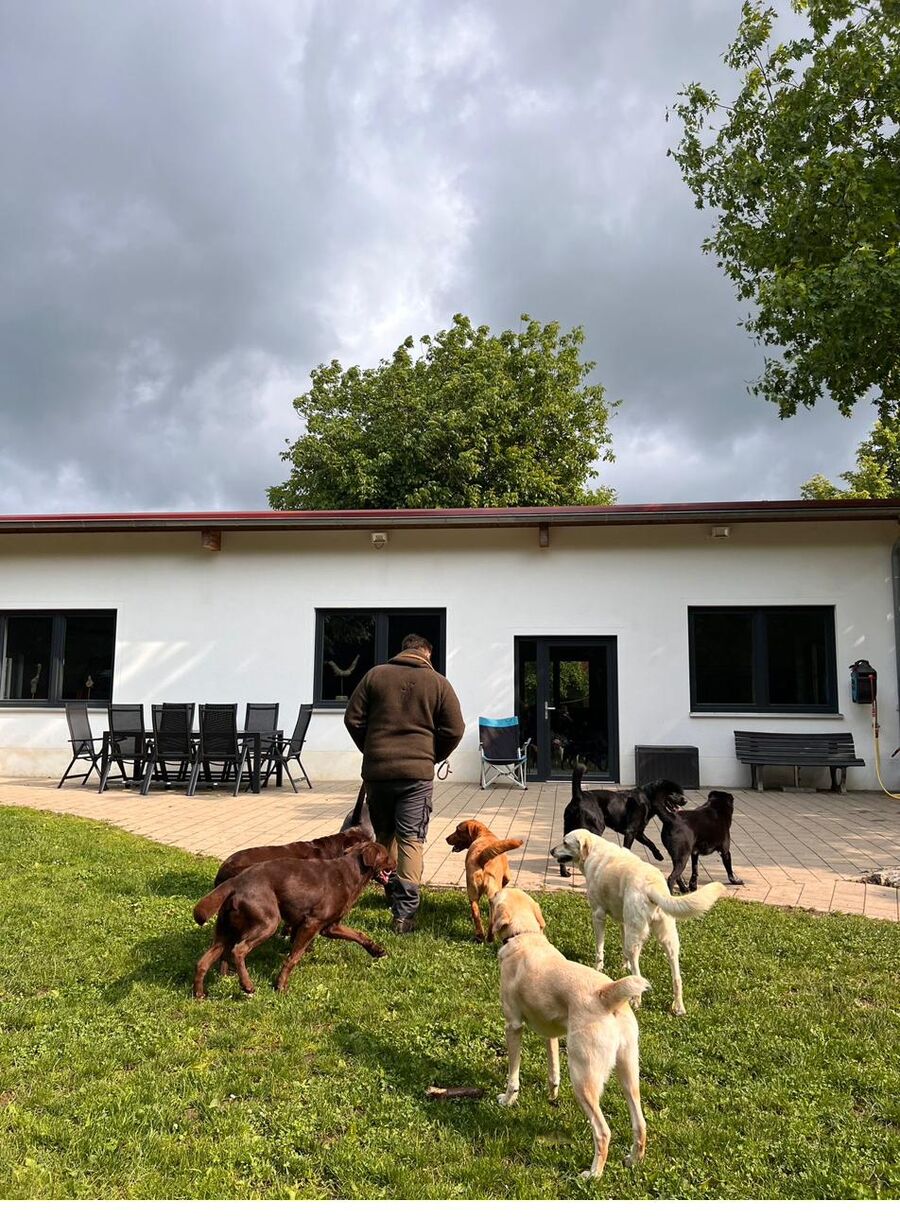 Hunde spielen auf dem Hof